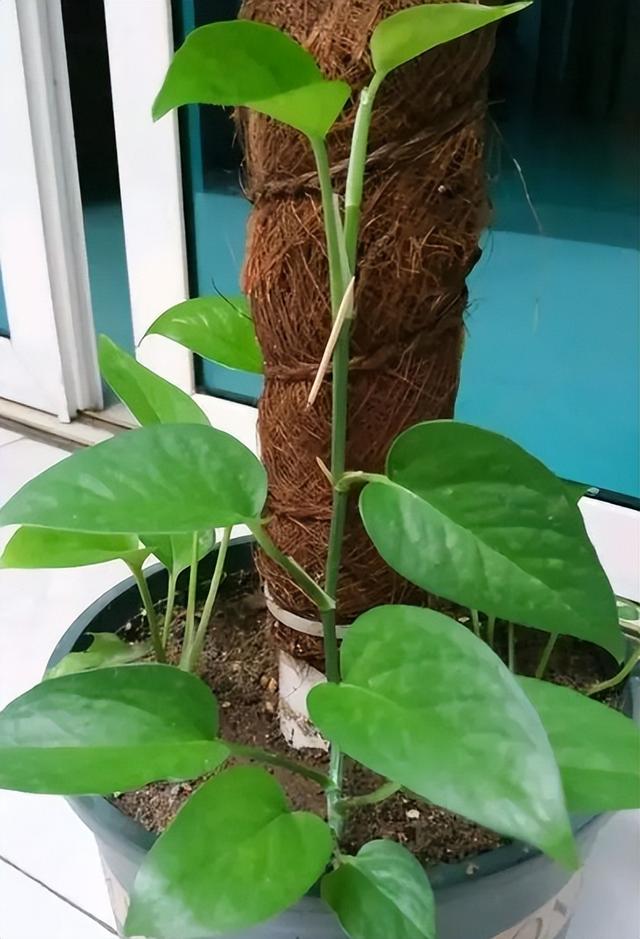 刚装修的新家买的绿萝柱，如何养才能让它长势茁壮，茎叶蔓长