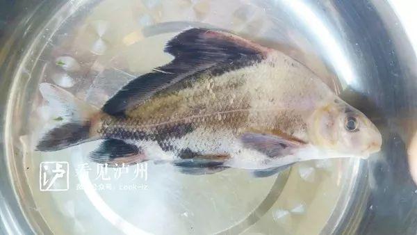 长江泸州段水域共计鱼类137种丨人工饲养过的胭脂鱼可以食用