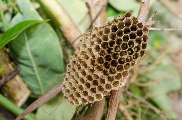 养蜂技术：作为新手如何养好蜜蜂？需要从那几方面入手？