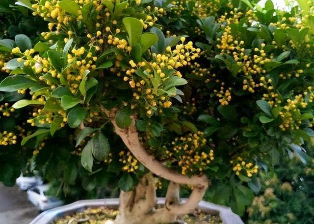 盆栽米兰花，有这些小技巧，掌握了叶子绿油油，开出朵朵小黄花