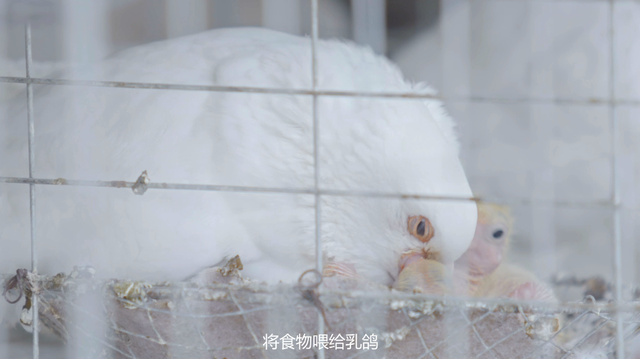 一年卖出350万只乳鸽的“广州鸽王”，火爆到连央视主持人都来了