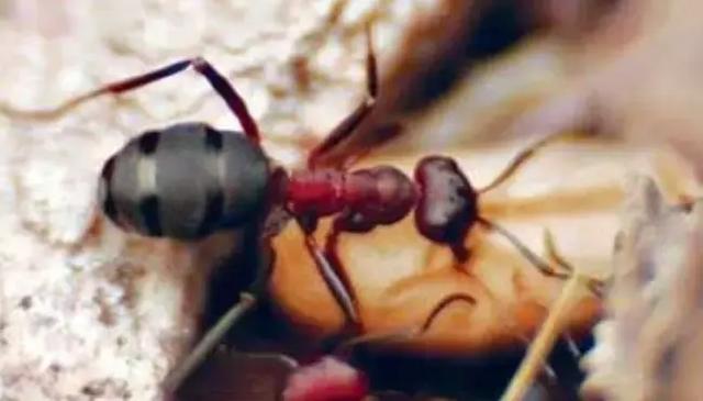 食人蚂蚁被人当成宠物饲养，这几种宠物蚁，最便宜的也要5000元！