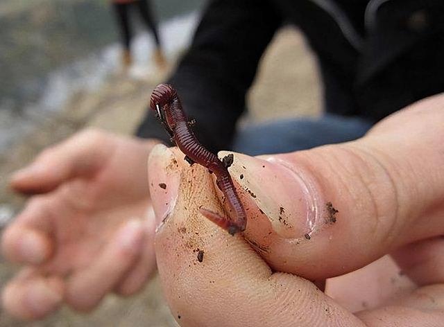 冬季野钓留意蚯蚓的挂钩方式，不同钓况挂法不同