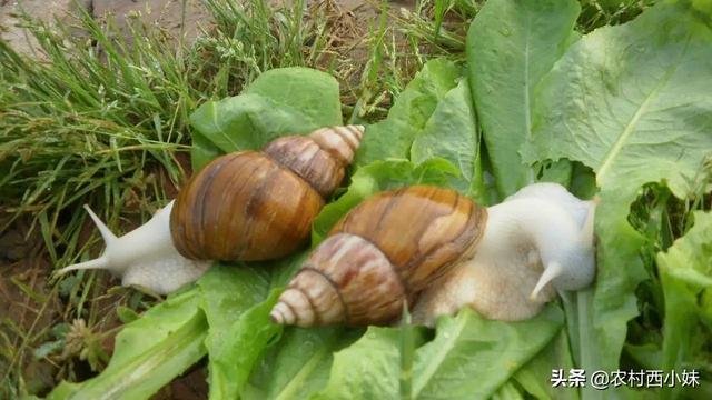 白玉蜗牛怎么养才好？白玉蜗牛的高效养殖技术