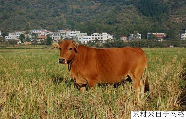 10种经济动物最好饲养，而且利润高，中国农民千万别错过