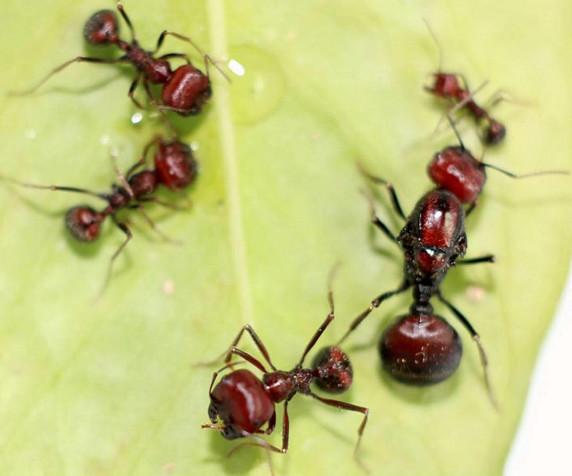 食人蚂蚁被人当成宠物饲养，这几种宠物蚁，最便宜的也要5000元！