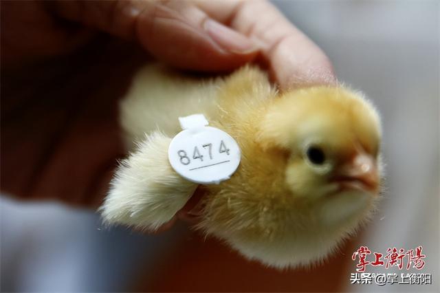 乐业衡阳⑦丨柳序：保护湘黄鸡，培育新品种