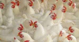 白羽鸡养殖技术(家禽养殖】白羽肉鸡的养殖要点及管理事项)