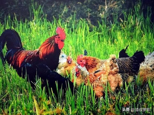 被西方推崇的火鸡，为何在中国却无人问津？连养的人都很少？