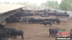 呼市肉牛养殖(内蒙古牛肉年产量全国“夺冠”达663万吨)