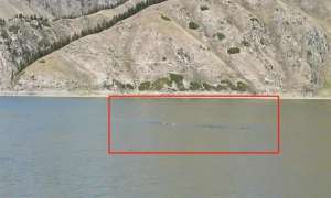 虹鳟鱼养殖视频(湖里出现“15米长银色水怪”？知名景区回应)