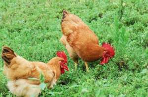 肉鸡大棚养殖(肉鸡怎么养殖？把握几关键 肉鸡后期如何催肥长黄油？)