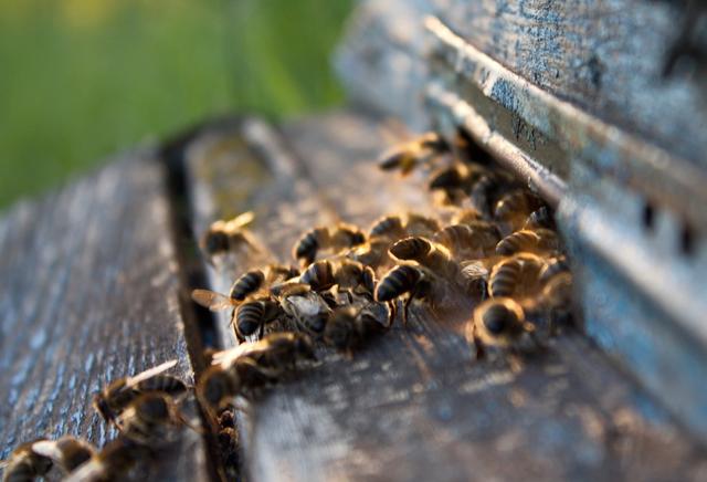 养蜂技术：作为新手如何养好蜜蜂？需要从那几方面入手？