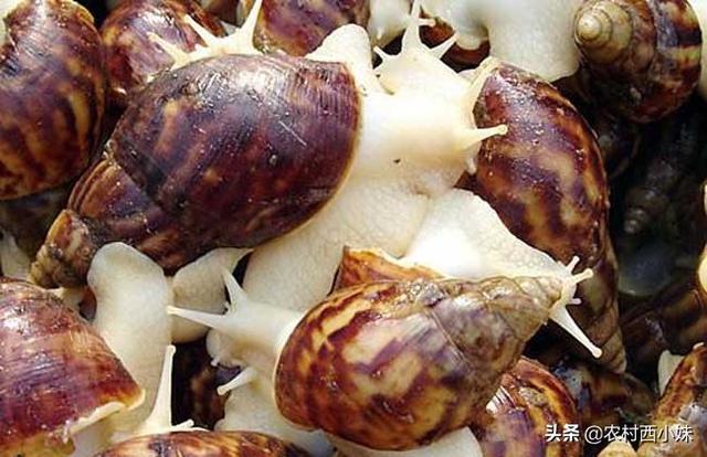 白玉蜗牛在养殖中怎么控制温度？白玉蜗牛的温度控制技术
