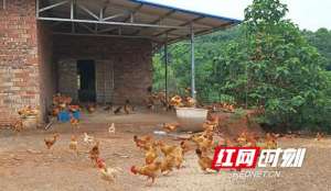 稻鸡的养殖技术(乡村振兴｜衡阳县：湘黄鸡带来致富新“鸡”遇)