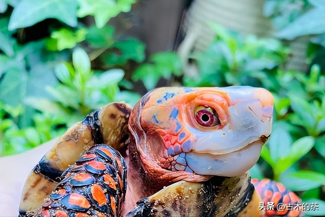 墨西哥箱龟生物学特性及人工养殖技术