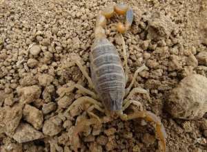 全蝎养殖(蝎子养殖方式多，如何创造合适的养殖环境？)