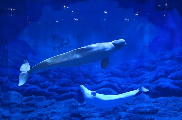白鲸首次现身河南！郑州海洋馆极地动物世界再迎极地“贵客”