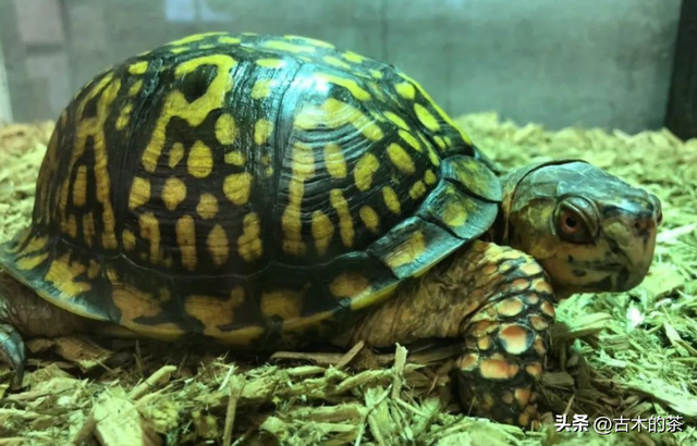 墨西哥箱龟生物学特性及人工养殖技术