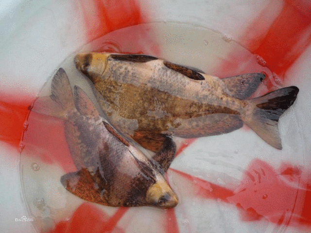 胭脂鱼的生物学特性及其人工养殖技术
