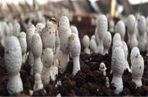 养殖蘑菇技术(鸡腿菇的栽培技术以及教程，以下几点注意了，产量上涨不停)
