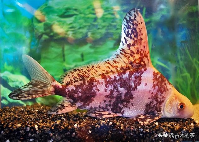 胭脂鱼的生物学特性及其人工养殖技术
