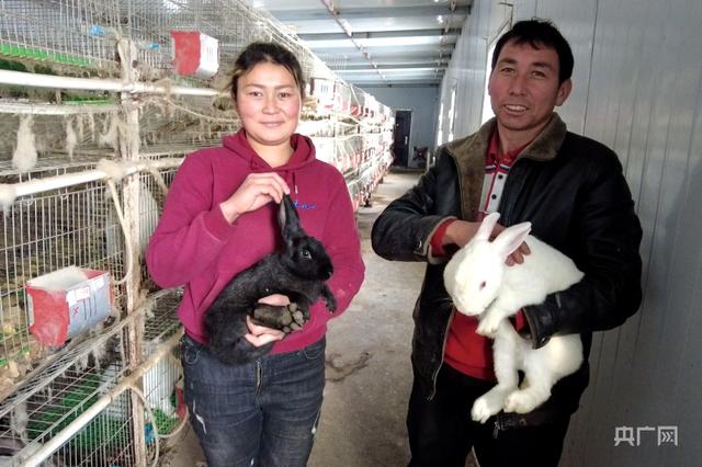 乡村振兴看新疆丨特色养殖有奔头  养兔闯出致富路