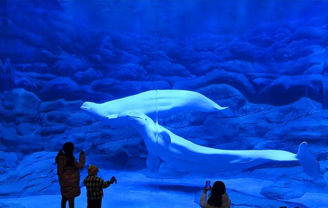 白鲸首次现身河南！郑州海洋馆极地动物世界再迎极地“贵客”
