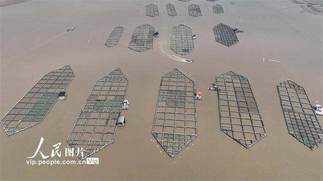 浙江温岭：海上养殖 强村富民