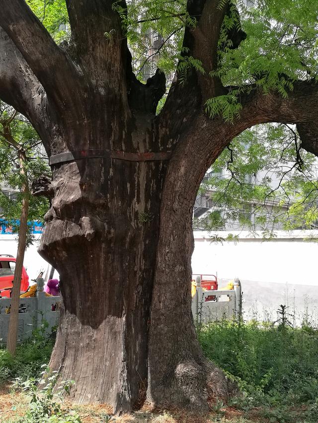 济宁城区1号古树：黄连木，又称楷树，树龄高达2400多岁！