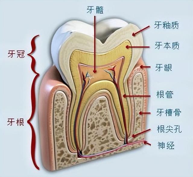 牙槽骨吸收是怎么回事？该怎么办？