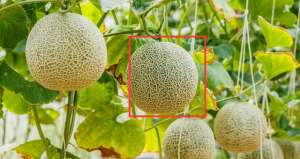 哈密瓜的种植条件(哈密瓜种植技术与管理方法)