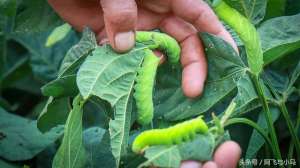 黄豆虫怎么养殖方法(豆子地里养豆虫，每亩多收入1000多元，不增加投资，不另外管理)