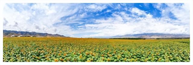 返乡青年去新疆包1000亩沙地种葵花籽，年入100万元，真有胆量