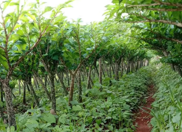 魔芋种植：掌握魔芋种植的两项核心技术，有助于提高产量