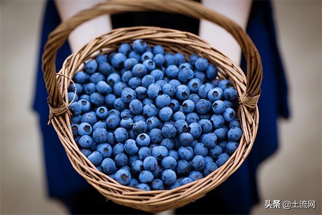 盆栽蓝莓怎么栽？蓝莓树苗什么时候种植最好？