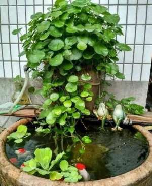 迷你睡莲水培种植方法(最爱喝水的盆栽，天天泡在大缸里，水分管够，爆满大缸)
