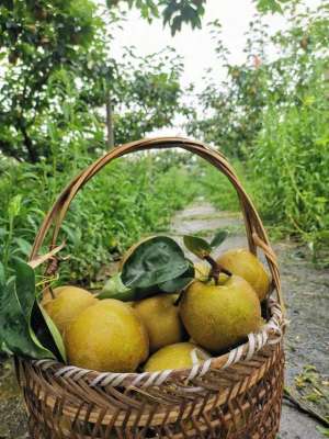 梨树苗种植方法(教科书般的翠冠梨种植方法，熟练掌握每个环节，枝头挂满果)
