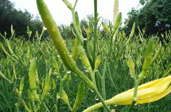 黄花菜的种植技巧，可在旱地生长，不同时期的管理