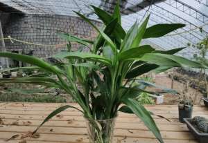 富贵水竹的养殖方法和注意事项(水培富贵竹生根慢，套个“黑塑料”，3天就长根，猛蹿新枝条)