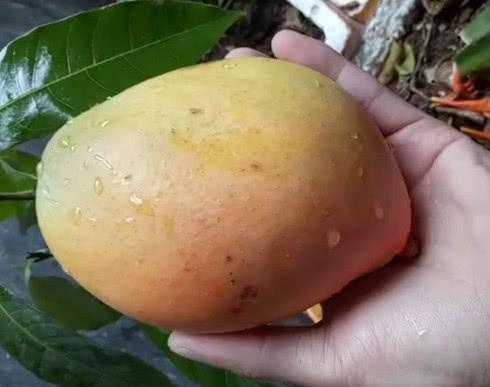 在家也能种“芒果”，简单好栽种，结果量大，味道好，值得拥有
