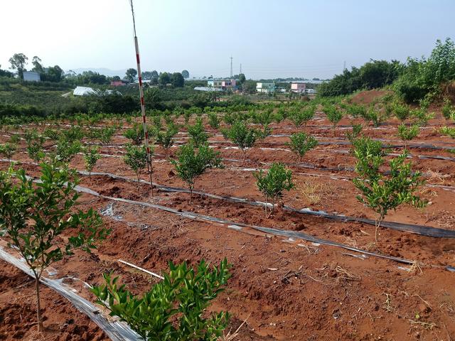柑桔树优质化高产量的种植方法