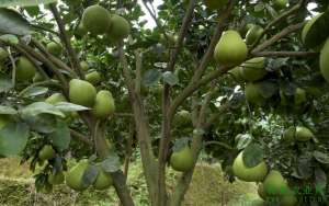 盆栽柚子树的种植技术(农业种植：沙田柚果树栽培技术及管理)