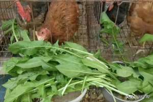 菊苣的种植(菊苣作为鸡的优质饲料，可改善肉质，耐寒耐旱，能收割6-8年以上)