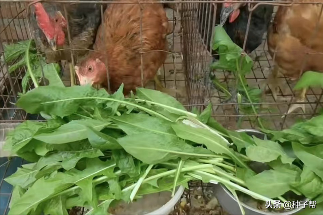 菊苣作为鸡的优质饲料，可改善肉质，耐寒耐旱，能收割6-8年以上