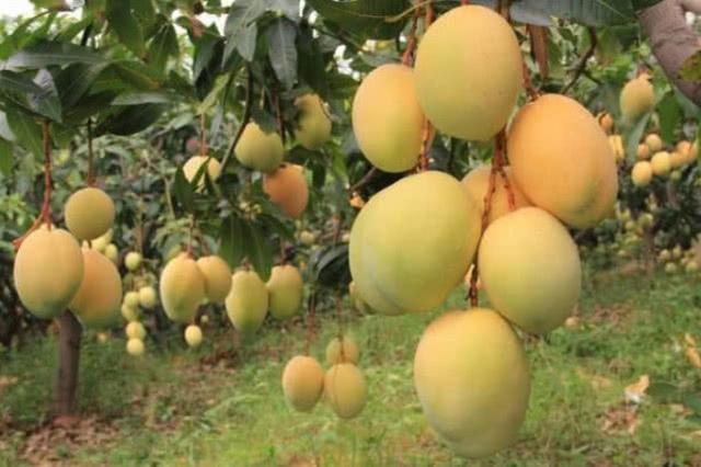 在家也能种“芒果”，简单好栽种，结果量大，味道好，值得拥有
