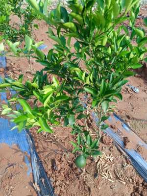 湘西椪柑种植技术(柑桔树优质化高产量的种植方法)