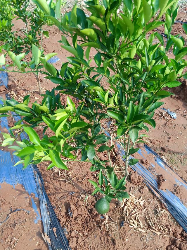 柑桔树优质化高产量的种植方法
