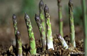 芦笋种植管理技术(芦笋覆盖育苗与栽培技术分析，种1次可连续采收10年，一起学学)