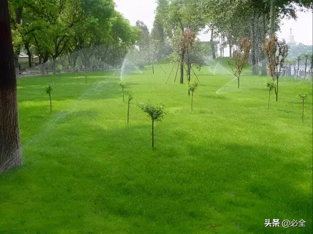 如何给园林植物浇水更合理（附乔灌木草坪浇水技术要点）